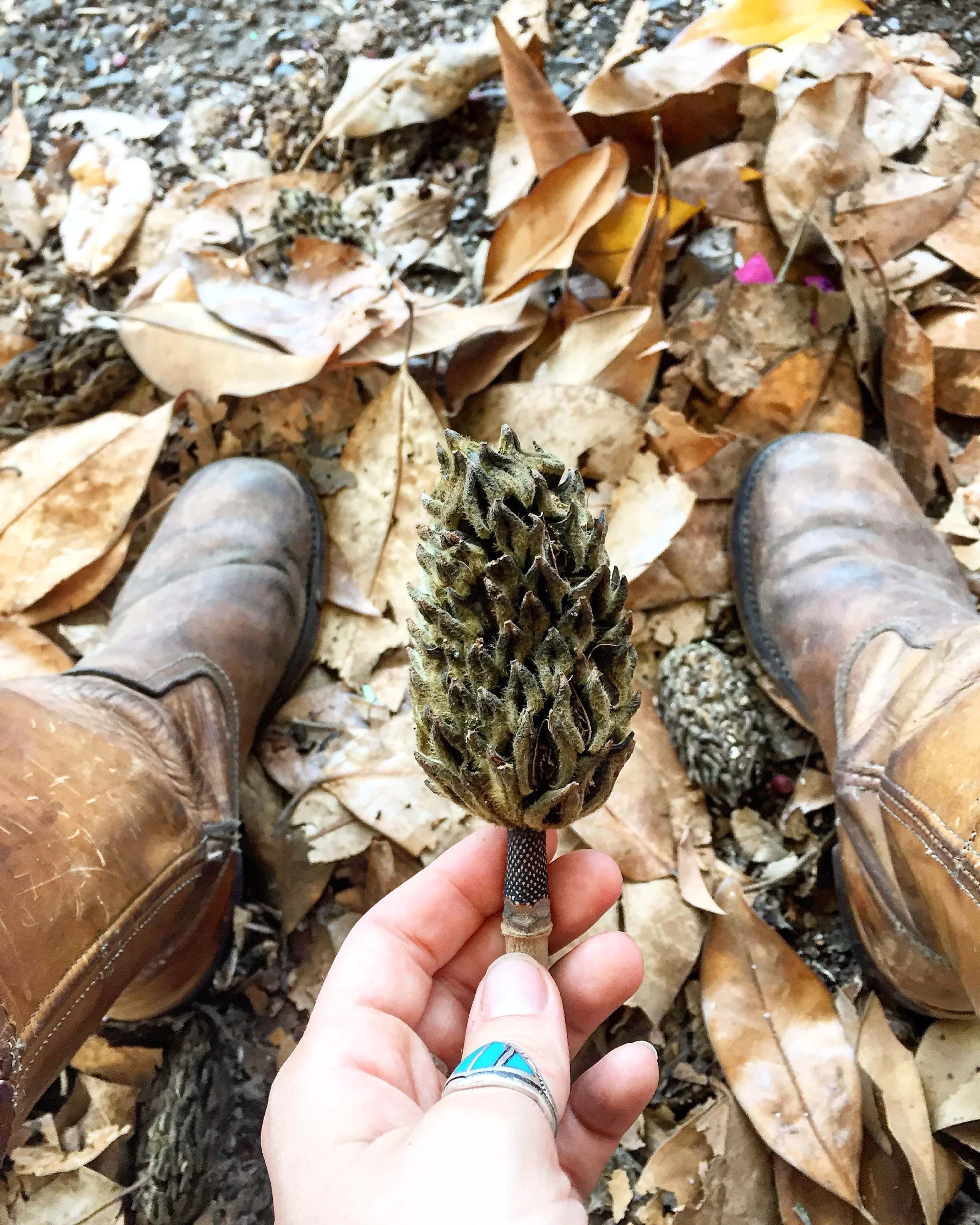 Magnolia Pod// New Orleans, Louisiana 