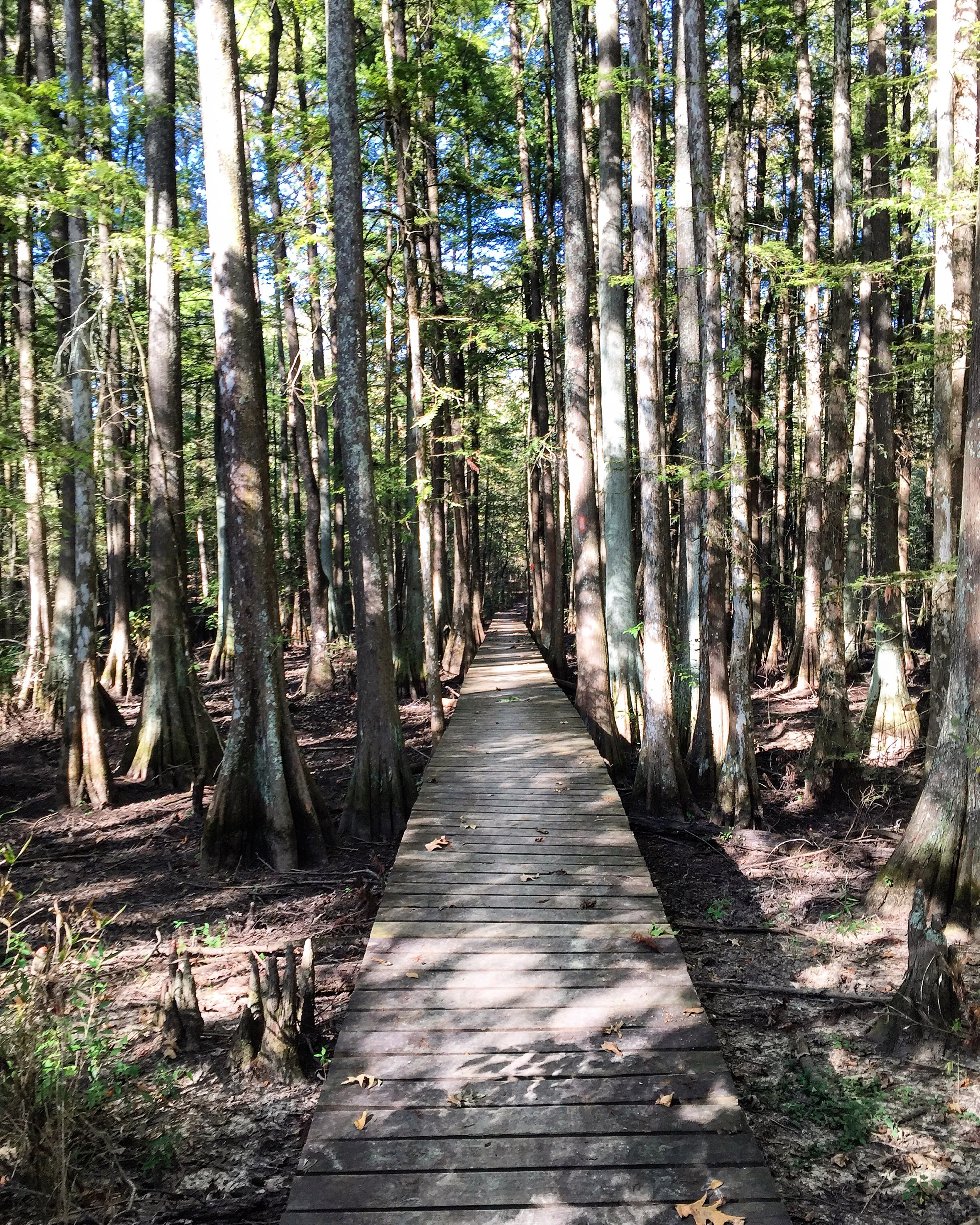 Bald Cypress Trees at Chicot State Park// Ville Platte, Louisiana 