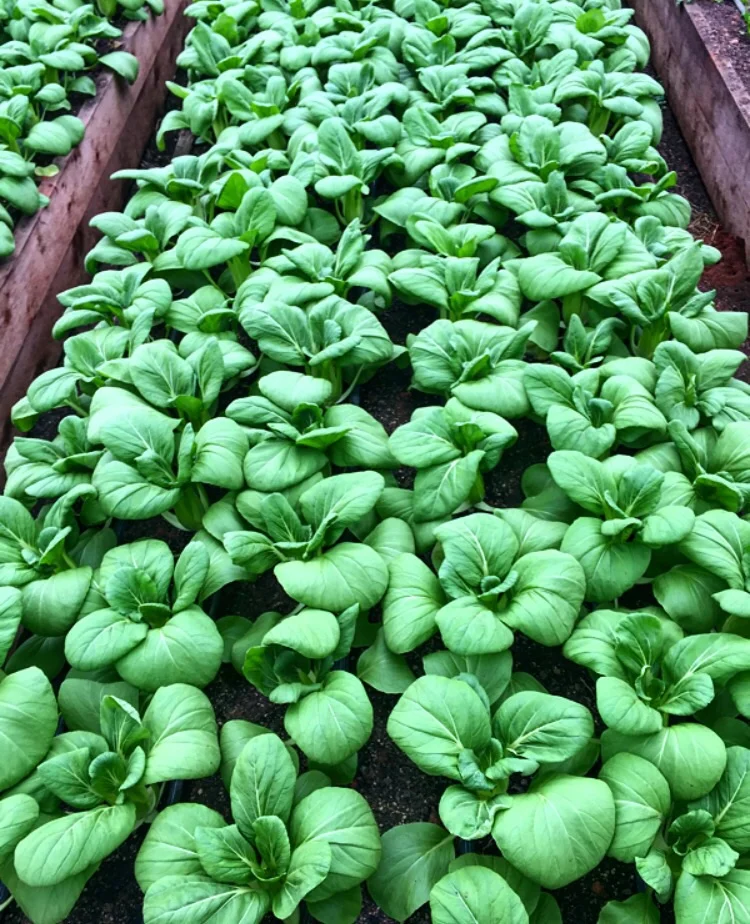 Bok Choy// Athens, Georgia