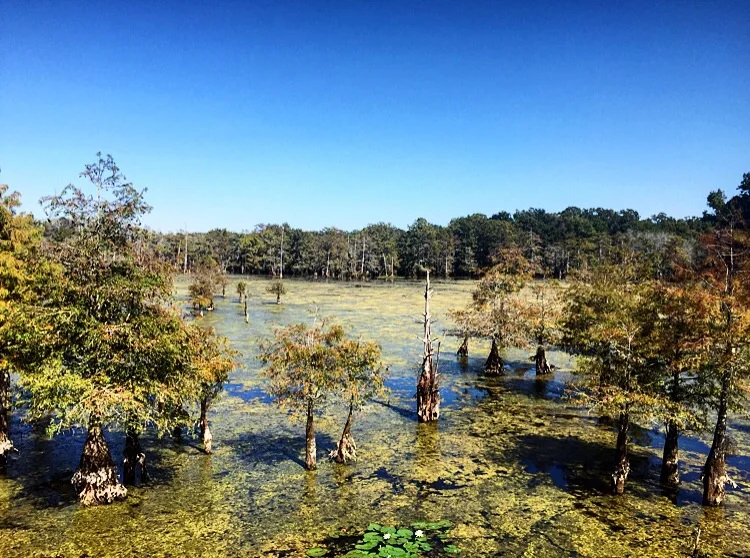 Chicot State Park// Ville Platte, Louisiana 