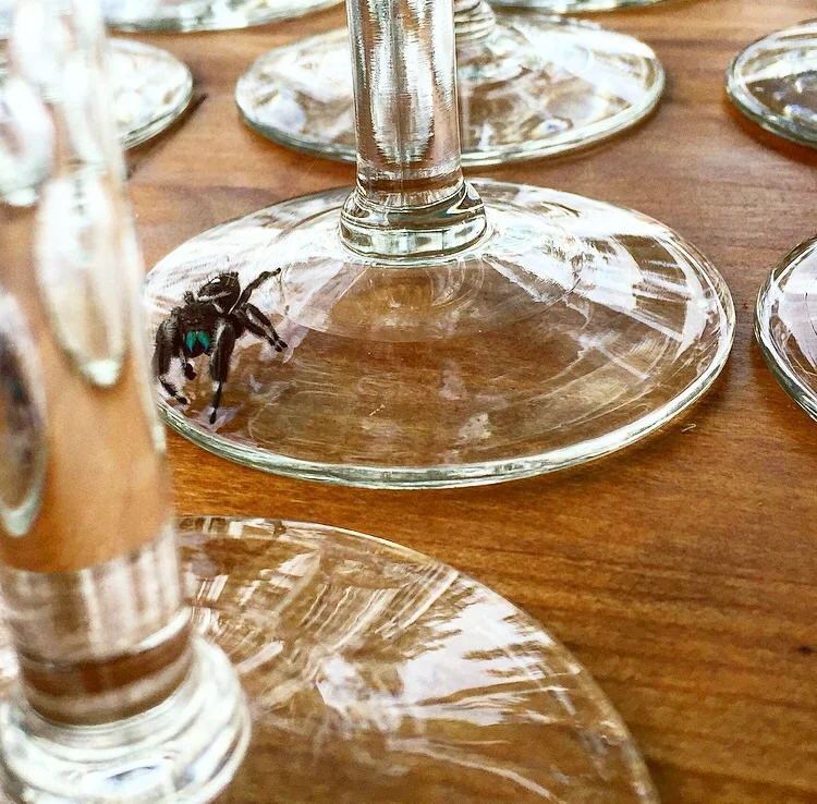 Regal Jumping Spider + Glassware// Fields Store, Texas 