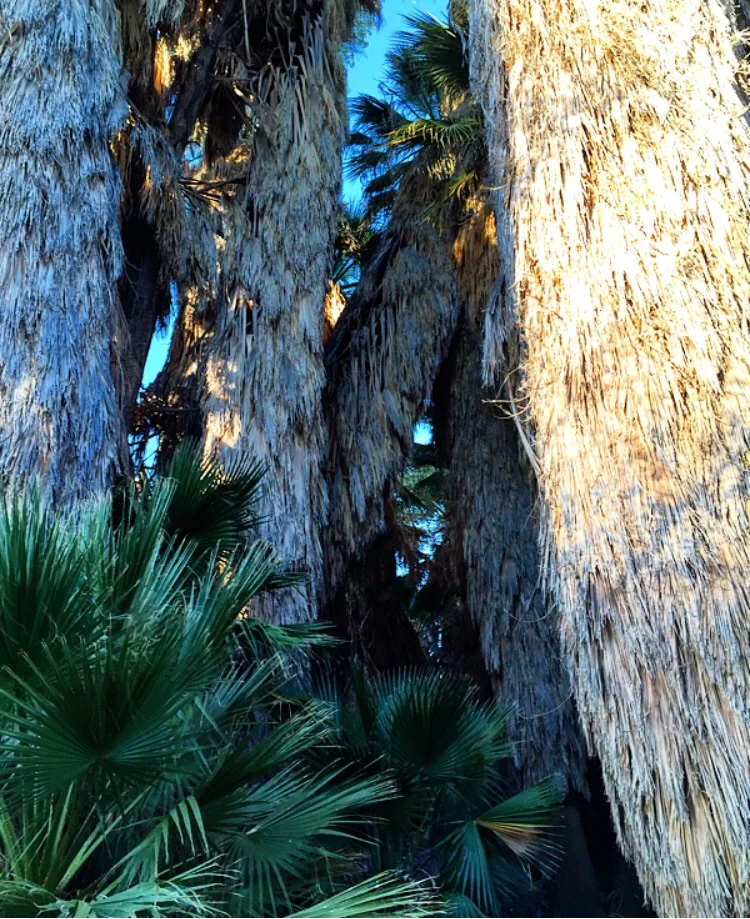 Cottonwood Springs//Joshua Tree 