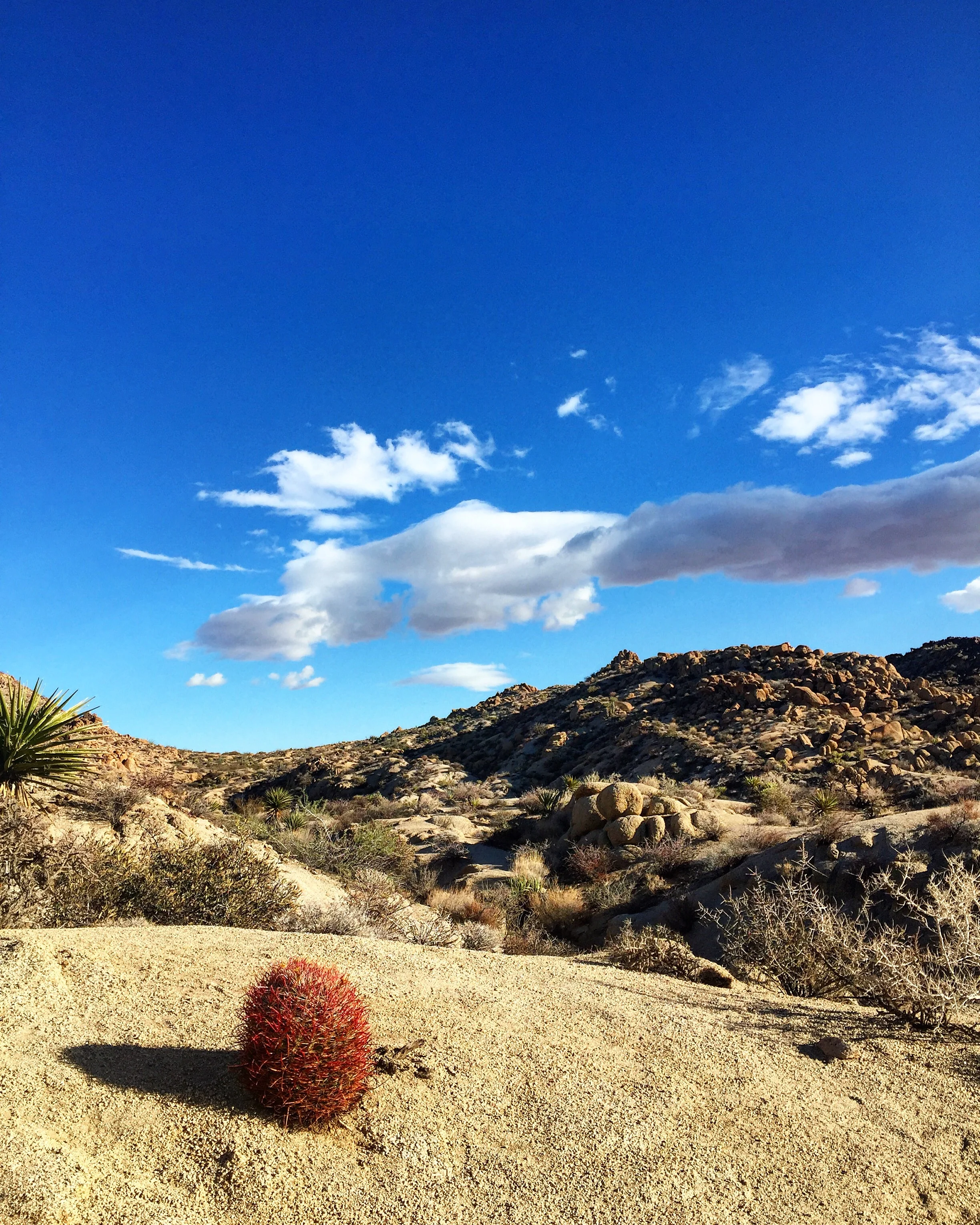 Bartholomew The Barrel Cactus// Joshua Tree, California 
