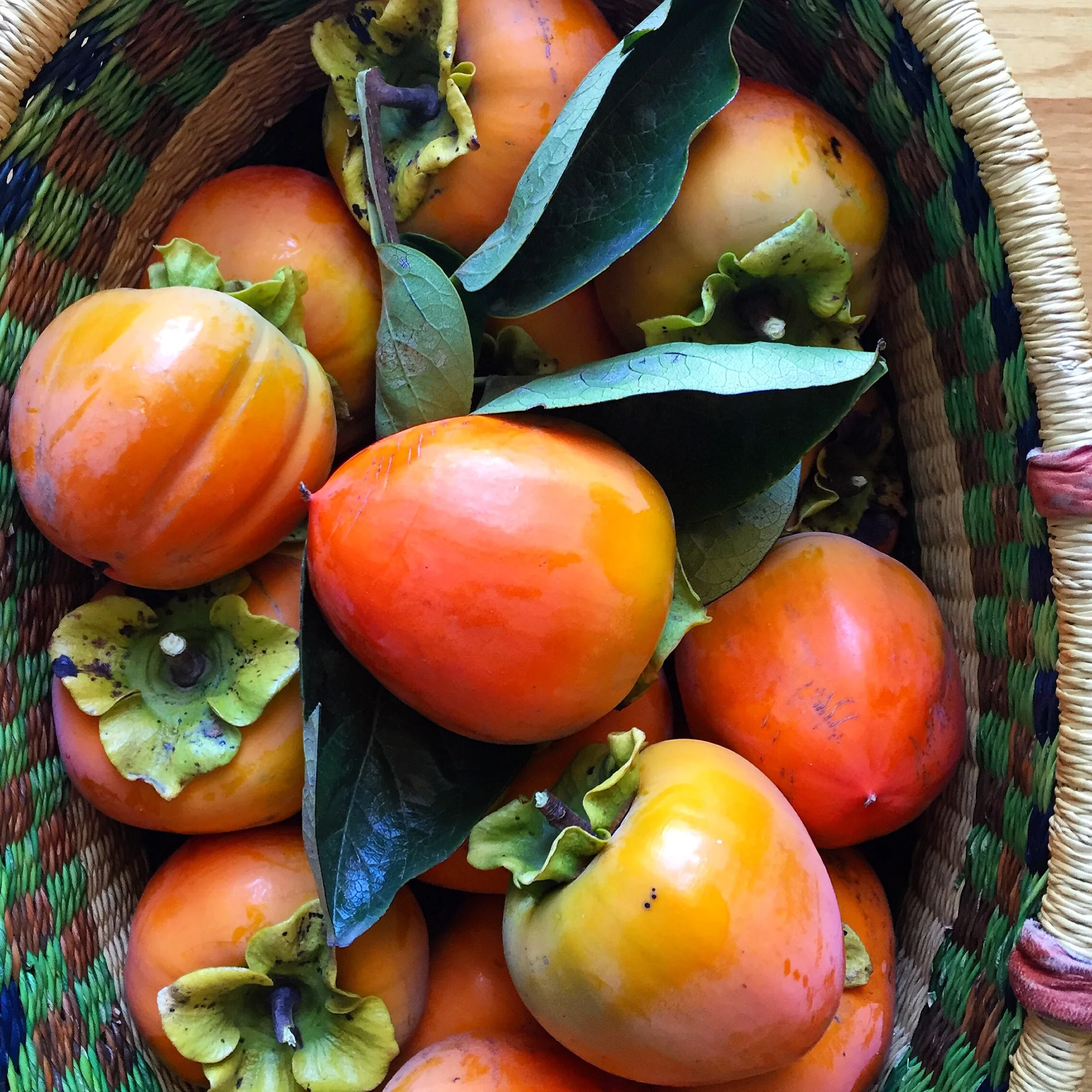 Hachiya Persimmons//SantaCruz, California