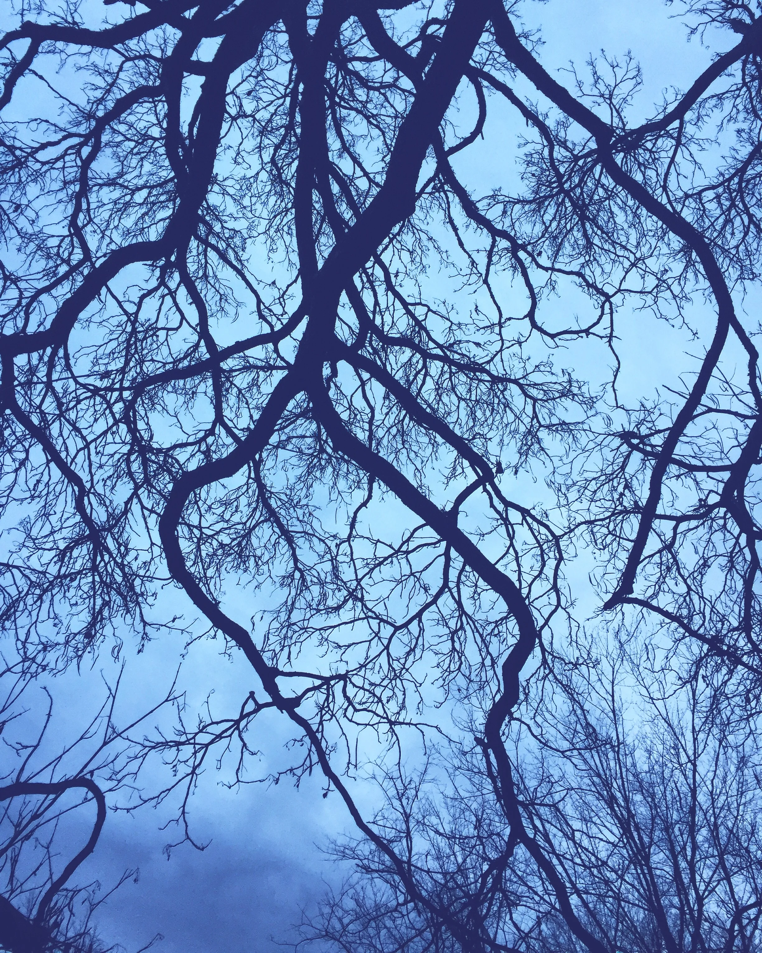 Catalpa Tree// Upper Black Eddy, Pennsylvania 