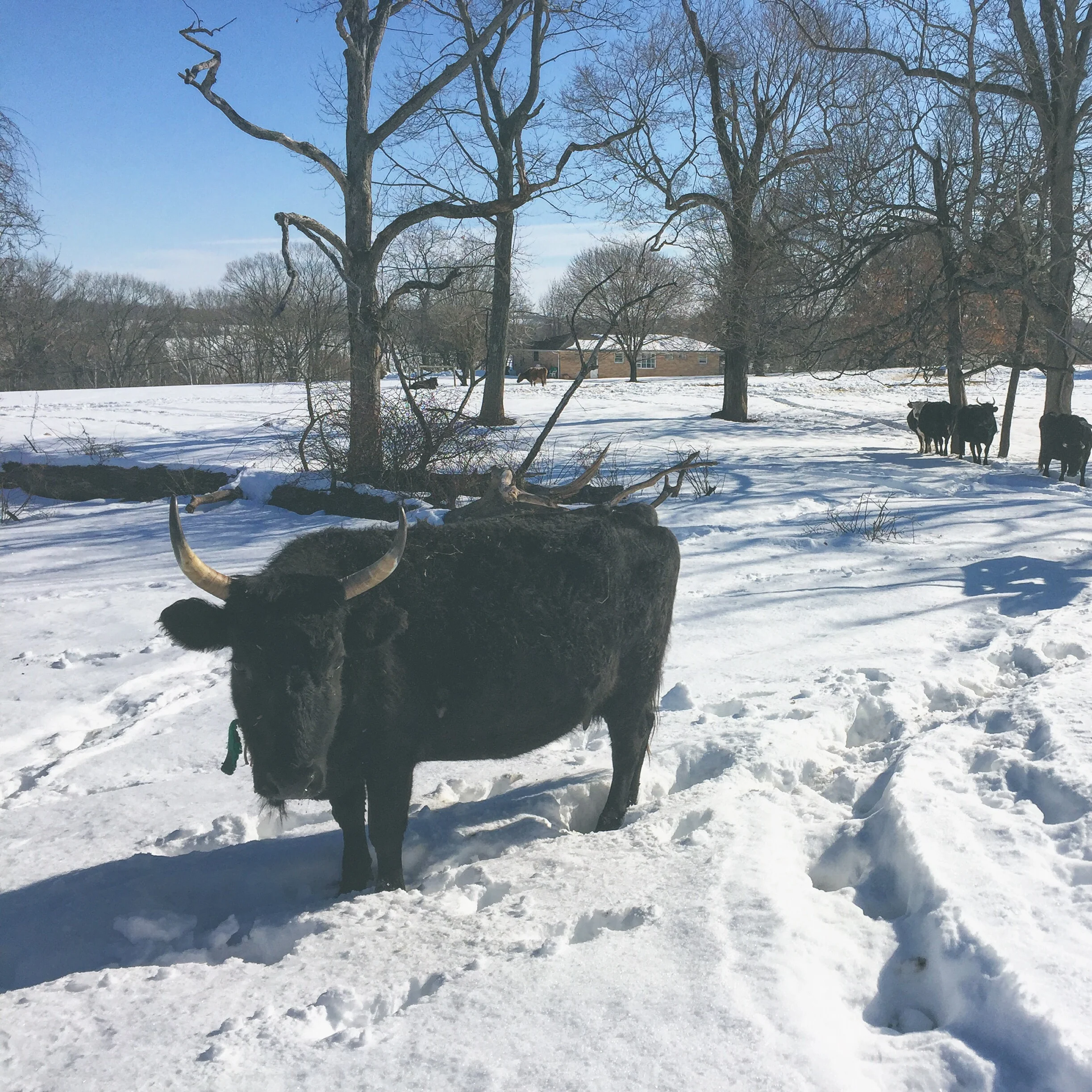 Nutella enjoying the snow at Bobolink Dairy/ /Milford, New Jersey 