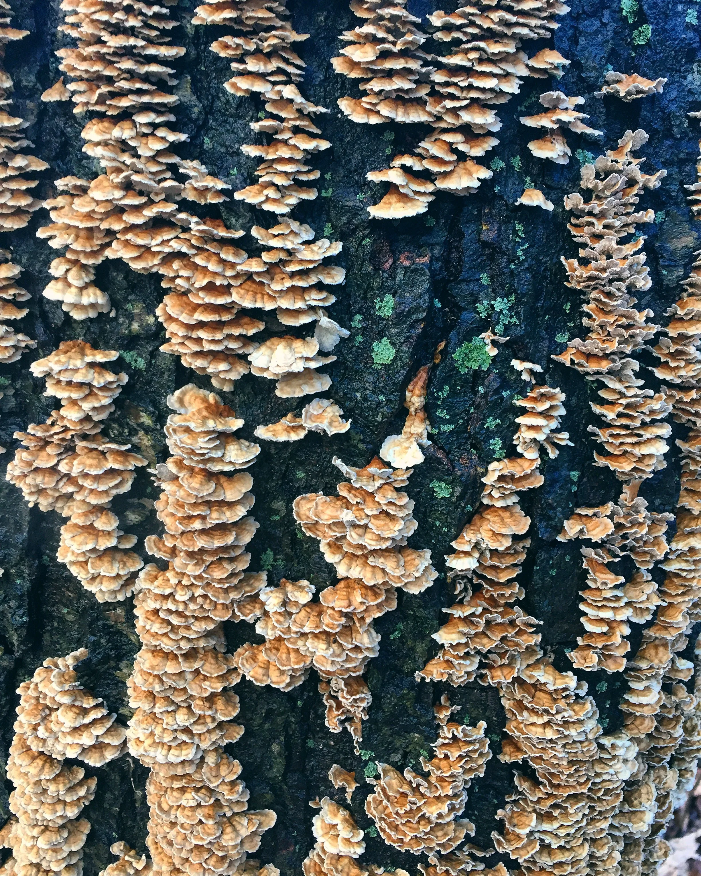 Turkey Tails// Bloomsbury, New Jersey
