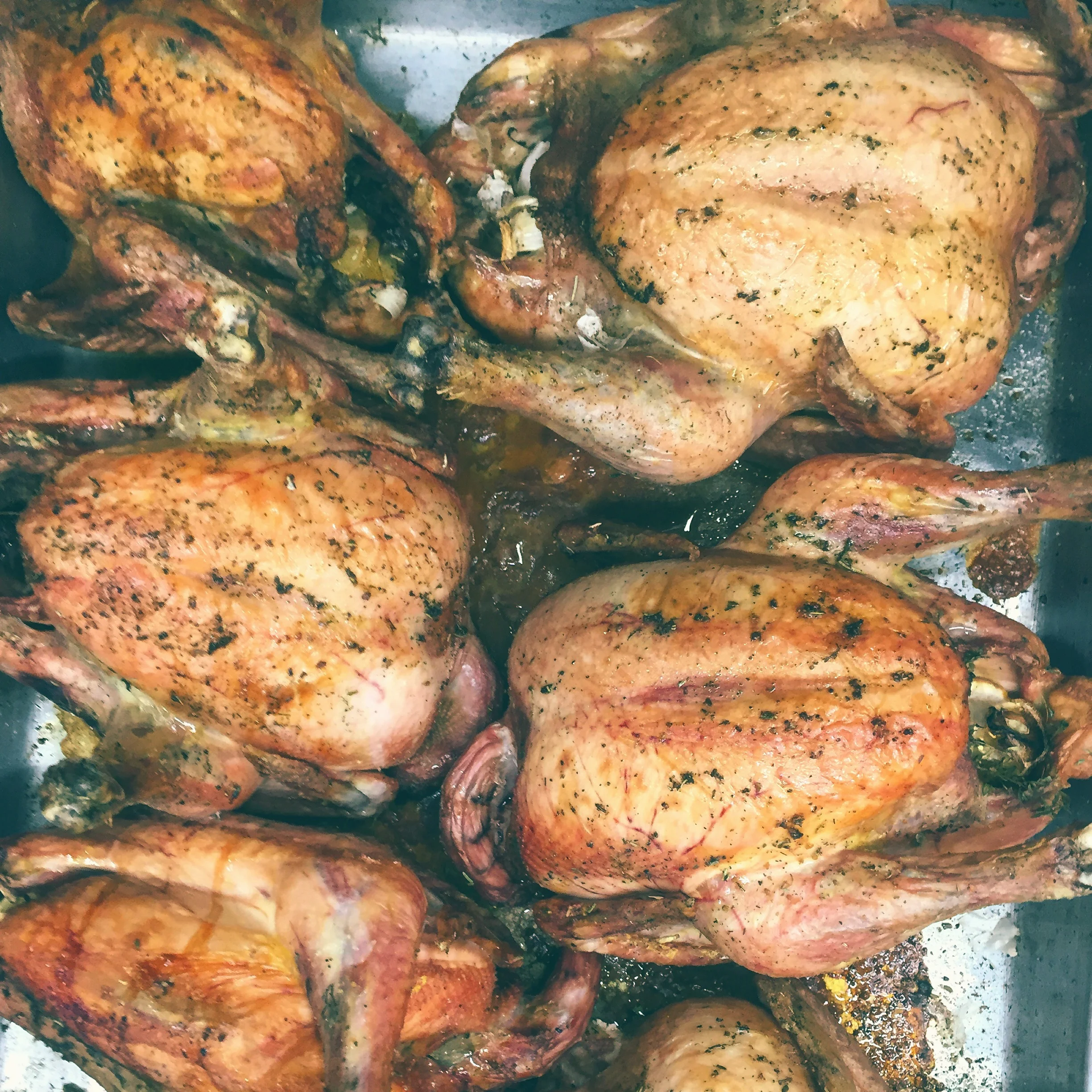 Conklin Farm Chicken// Frenchtown, New Jersey