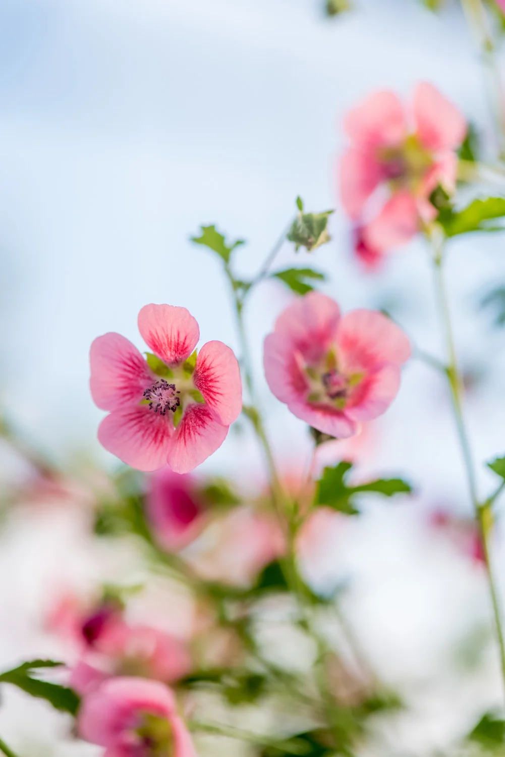 Holly Hock//Photo by Rob Cardillo