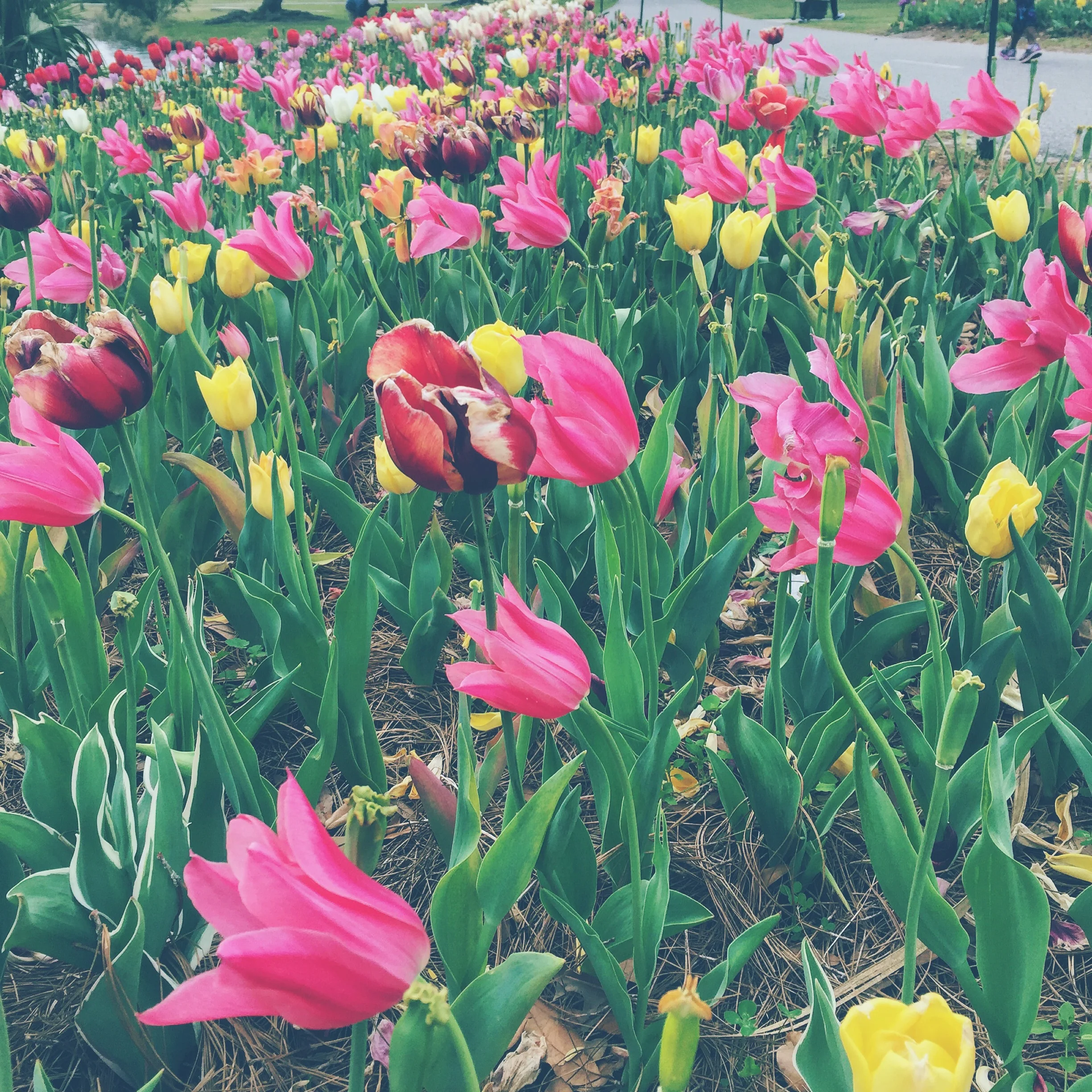Tulips/ New Orleans, Louisiana 