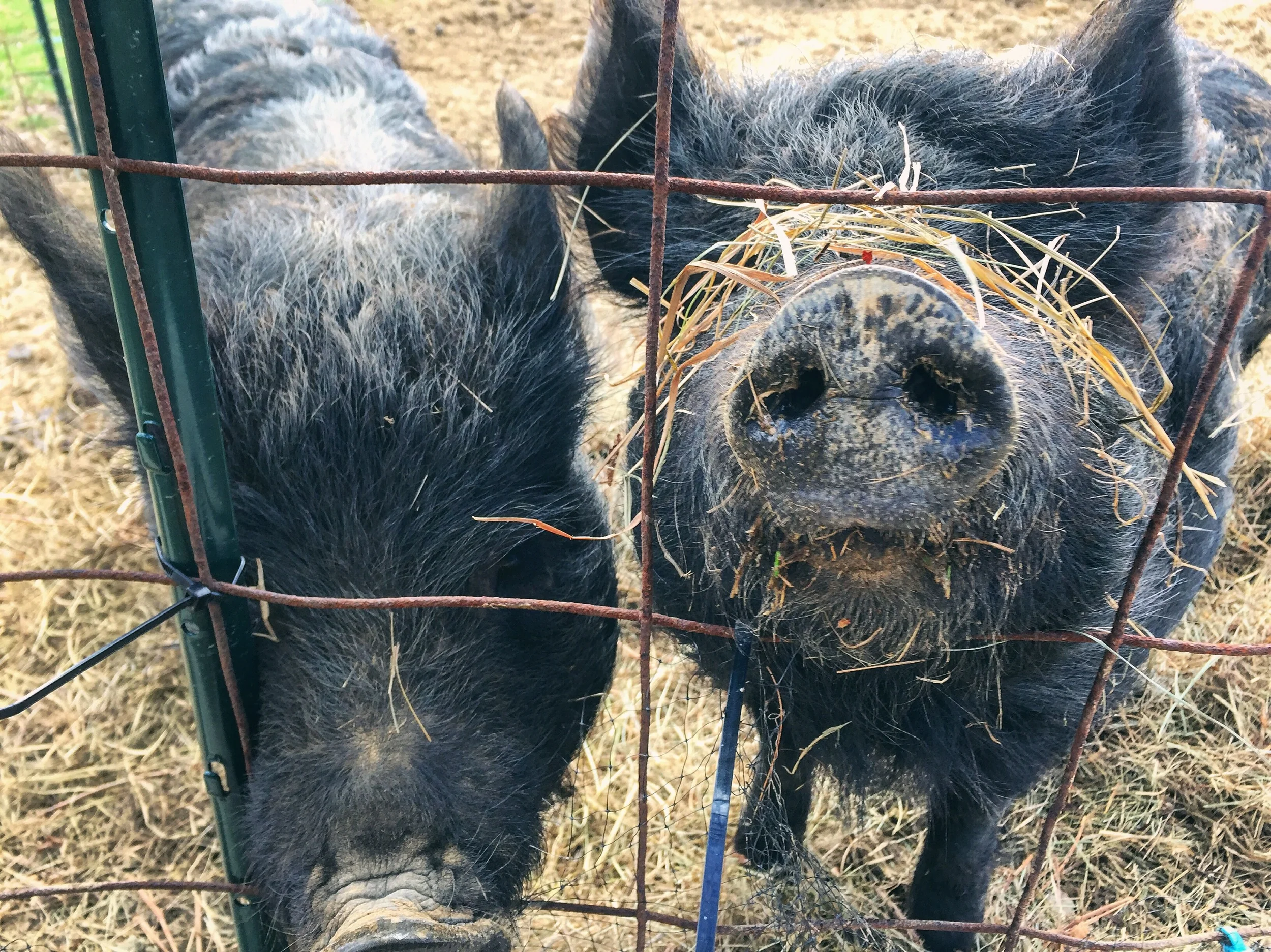 Pig Friends at Philos Farm// Schnecksville, Pennsylvania