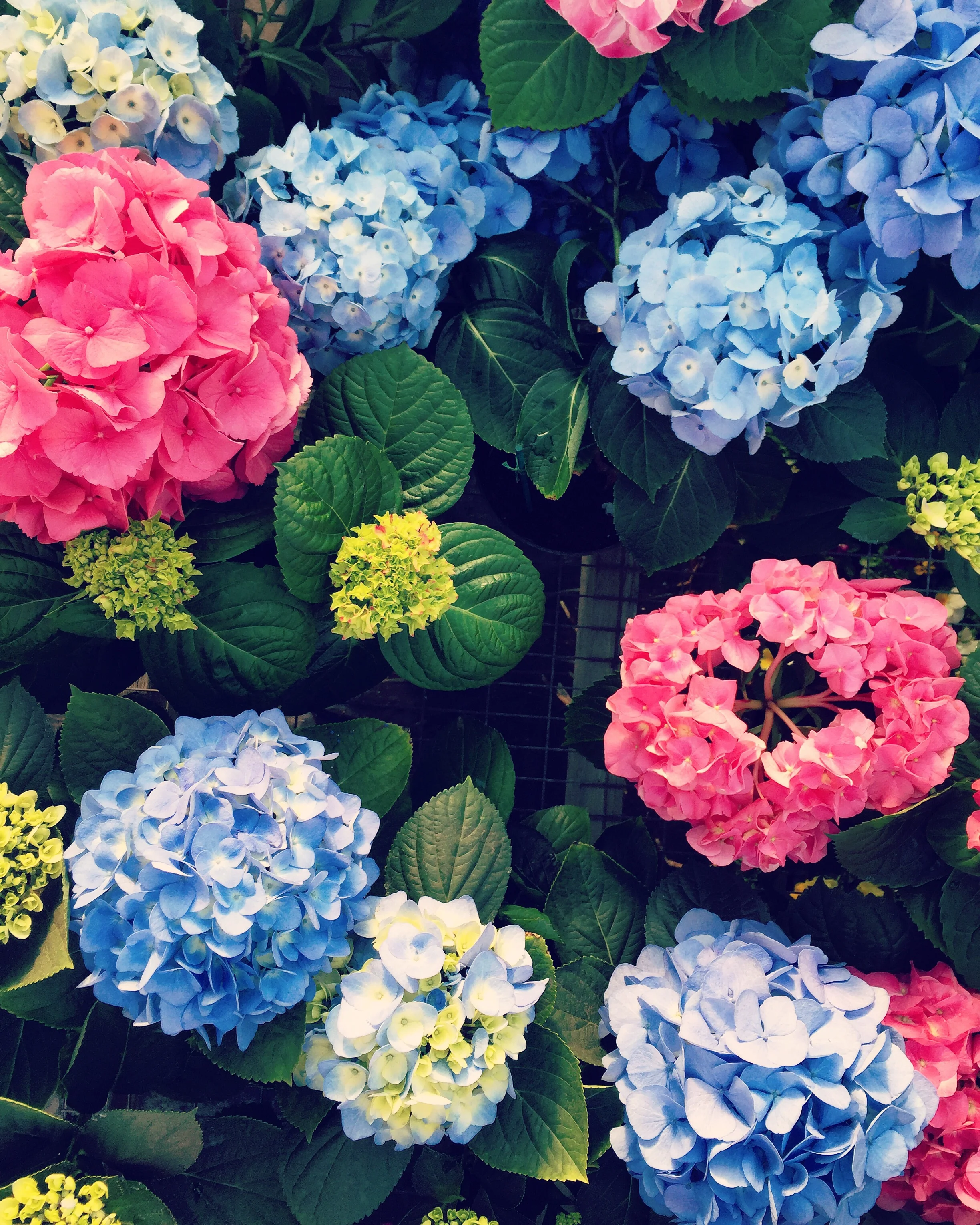Hydrangeas// Upper Black Eddy, Pennsylvania