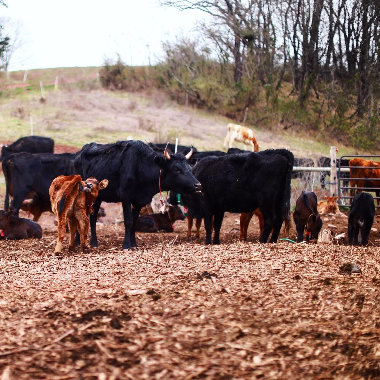New Herd at Bobolink Dairy// Milford, New Jersey Photo by Ellie Tremble
