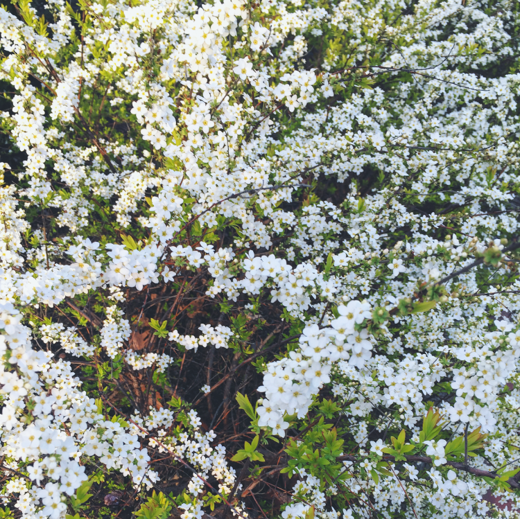 Sweet Spring// Lancaster City, Pennsylvania 
