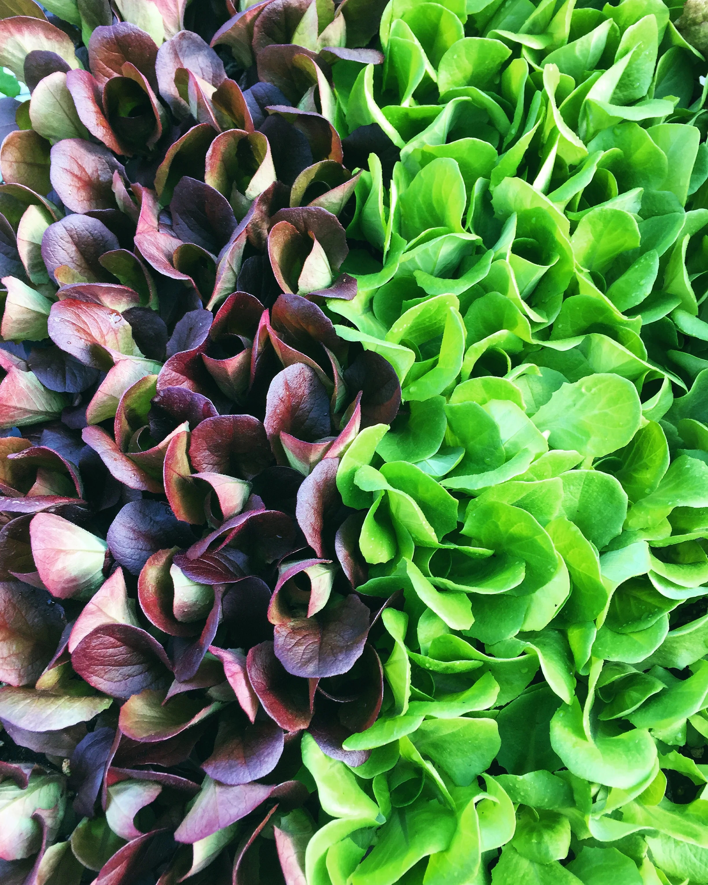 Salad Green Games at Broad Wing Farm// Morgantown, PA