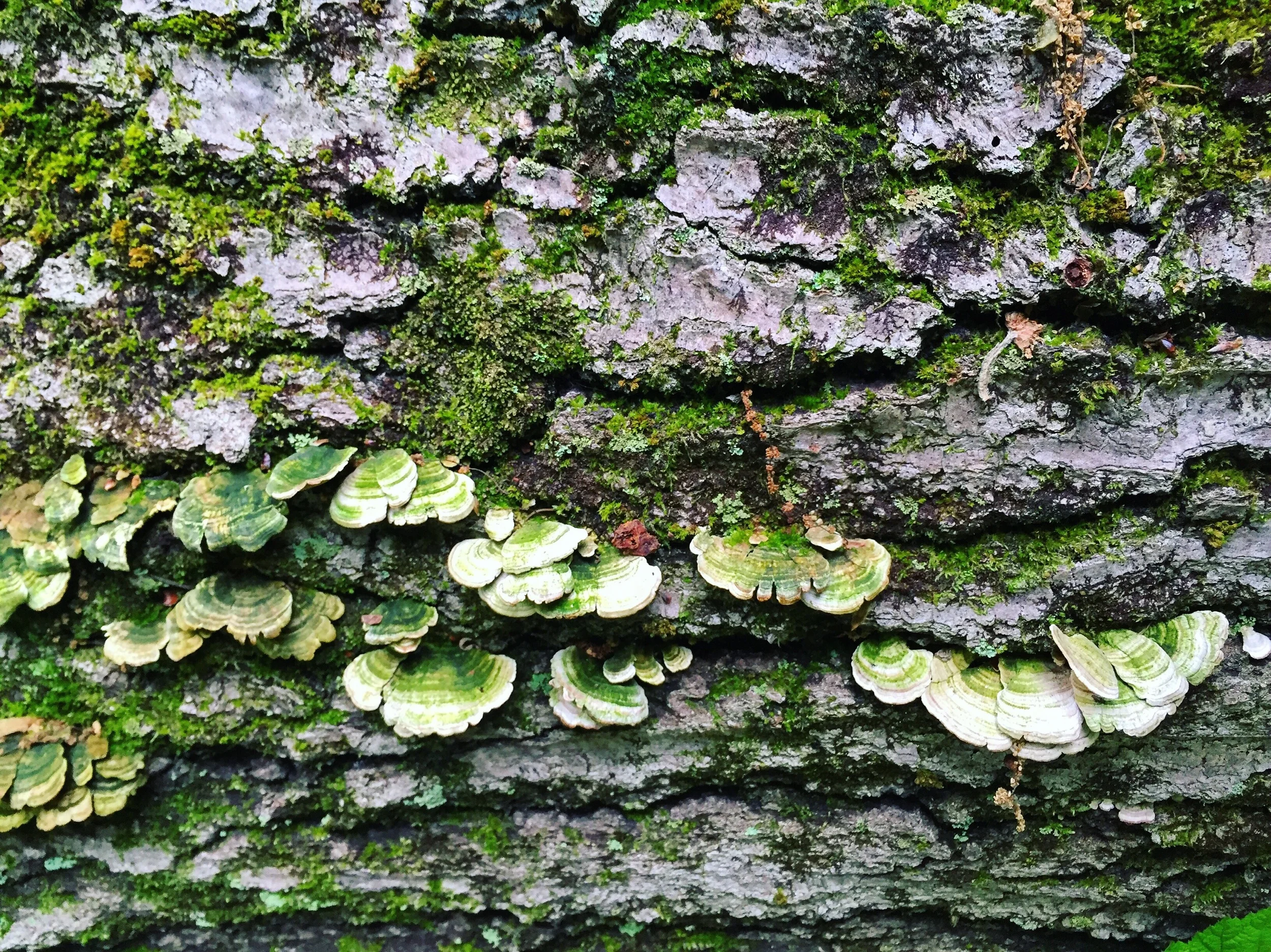 Trametes aka Turkey Tails// Upper Black Eddy, PA
