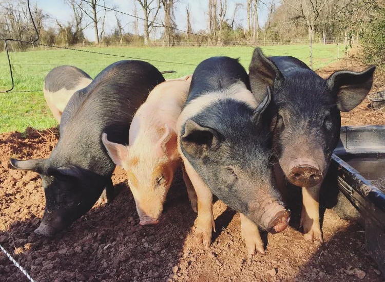 Pig Friends// Broad Wing Farm, Morgantown, PA