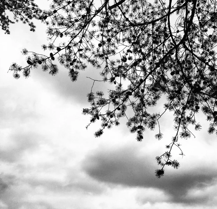 Tree Tops// Milford, New Jersey