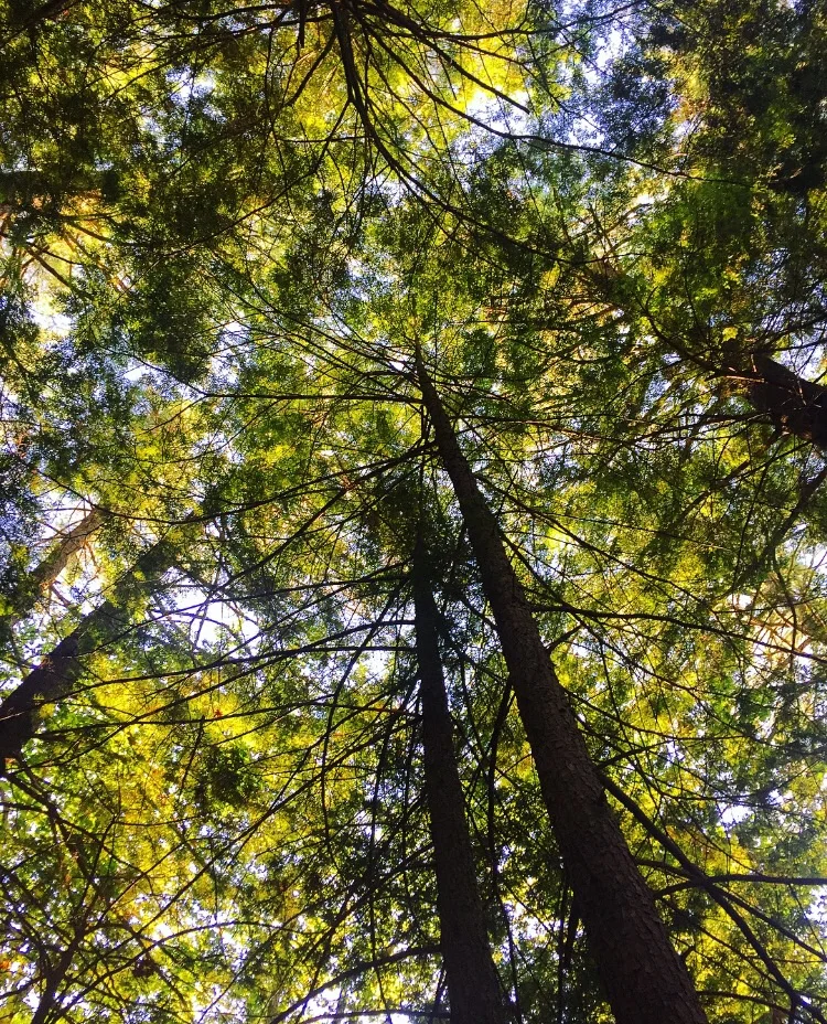 Canopy//Belgrade Lakes, Maine