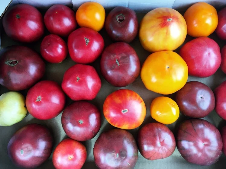 Summer Jewels// Belgrade Lakes, Maine