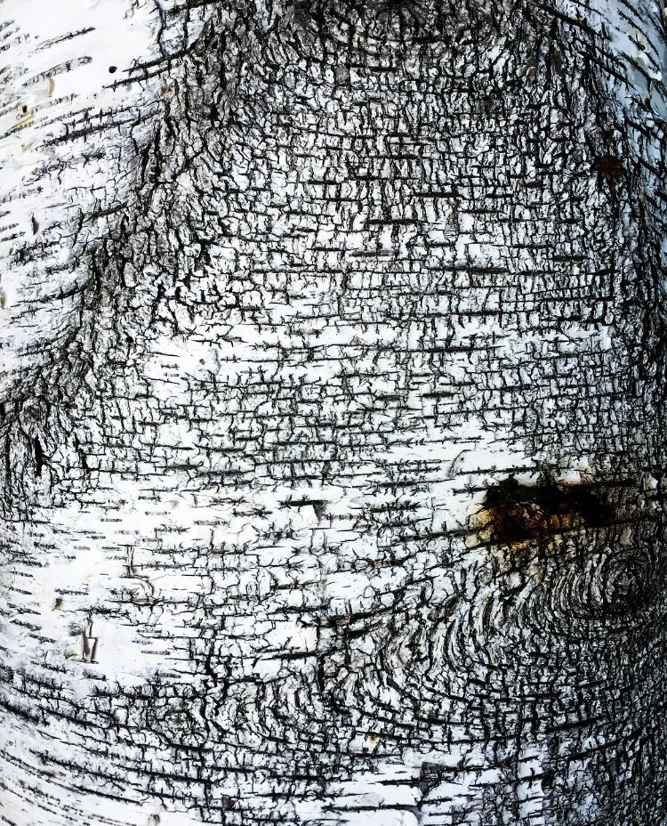 Details// Belgrade Lakes, Maine