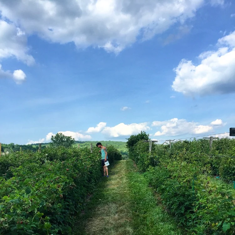 Blueberry Boy// Milford, New Jersey