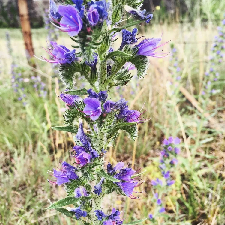 Vipors Bugloss// Wyoming, Pennsylvania 