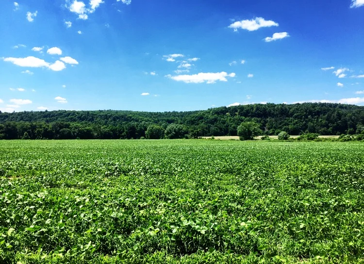 Fields// Kingston, New York