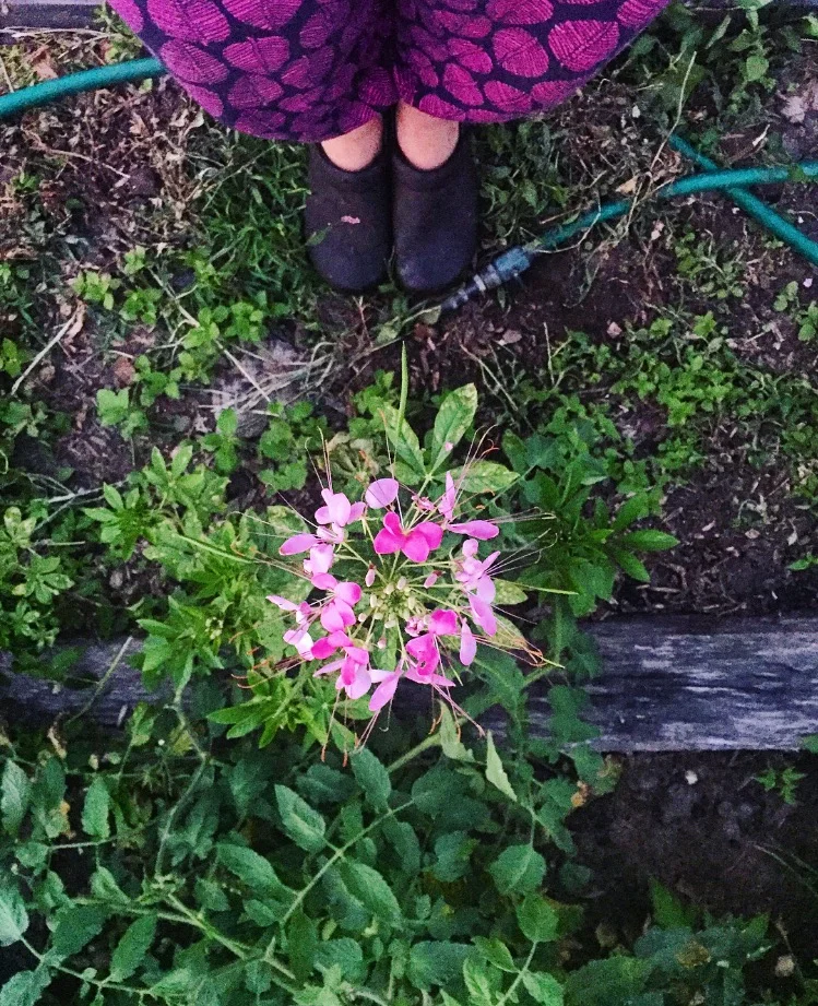 Cleome// Upper Black Eddy, Pennsylvania