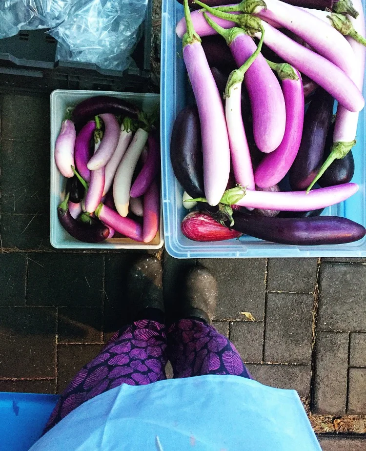 Eggplant Match// Bethlehem, Pennsylvania