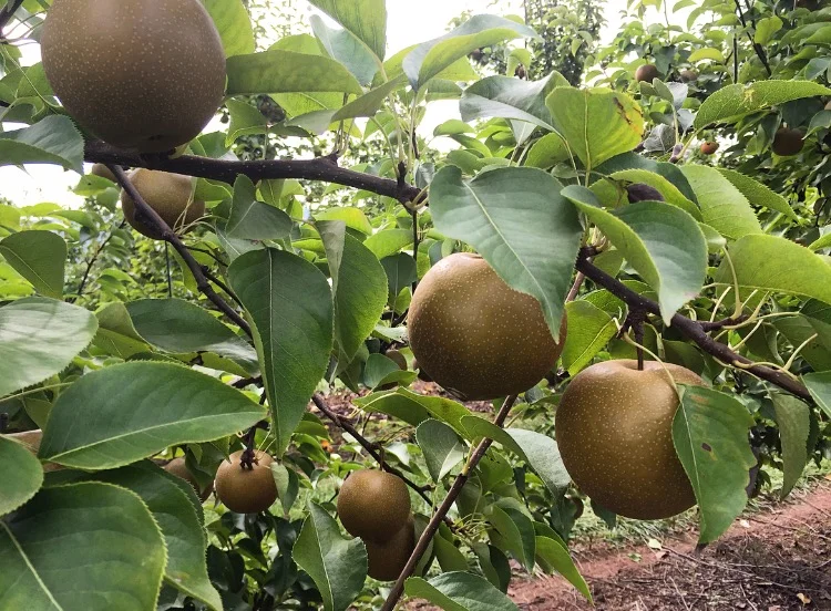 Pears// Milford, New Jersey
