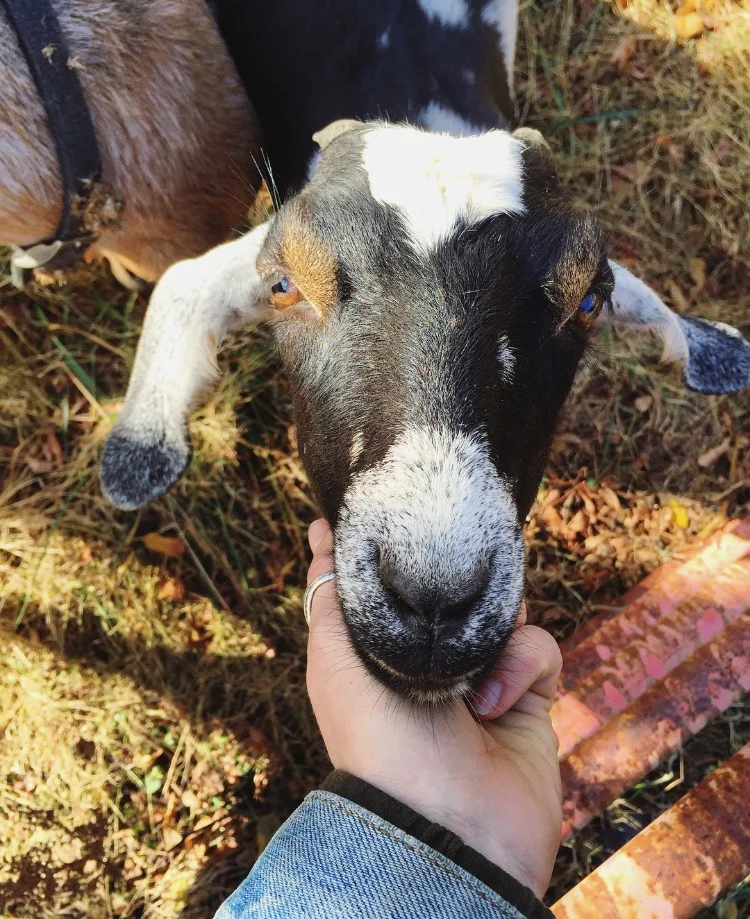 Little Moon Sweet Face// Sandy Mush, North Carolina