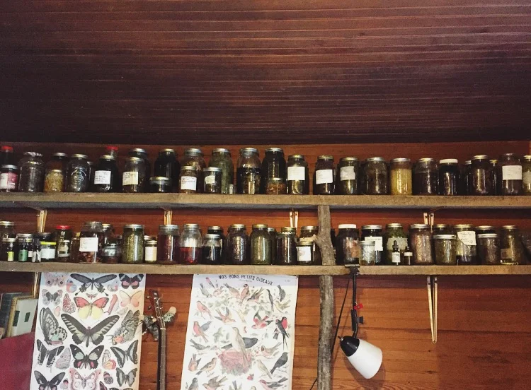 Medicine Library// Sandy Mush, North Carolina
