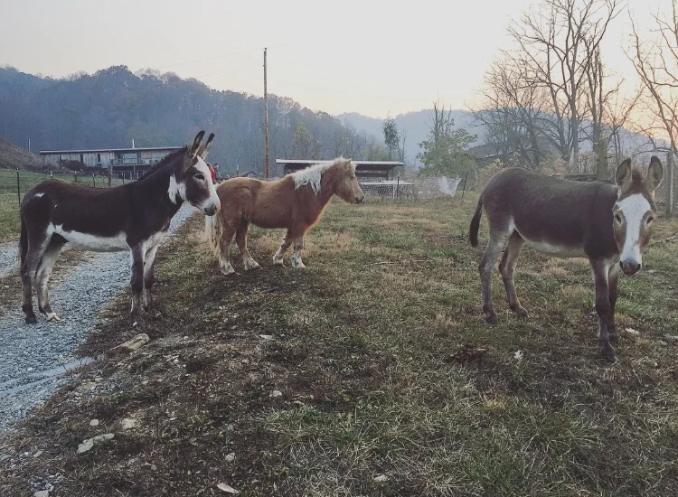 Escape Artists// Sandy Mush, North Carolina