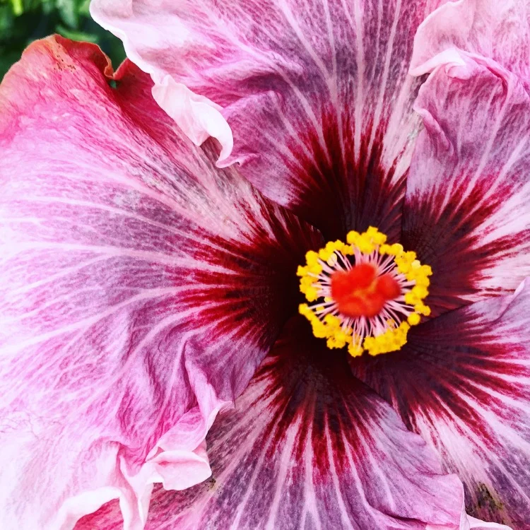 Yonic// Longwood Gardens, Pennsylvania