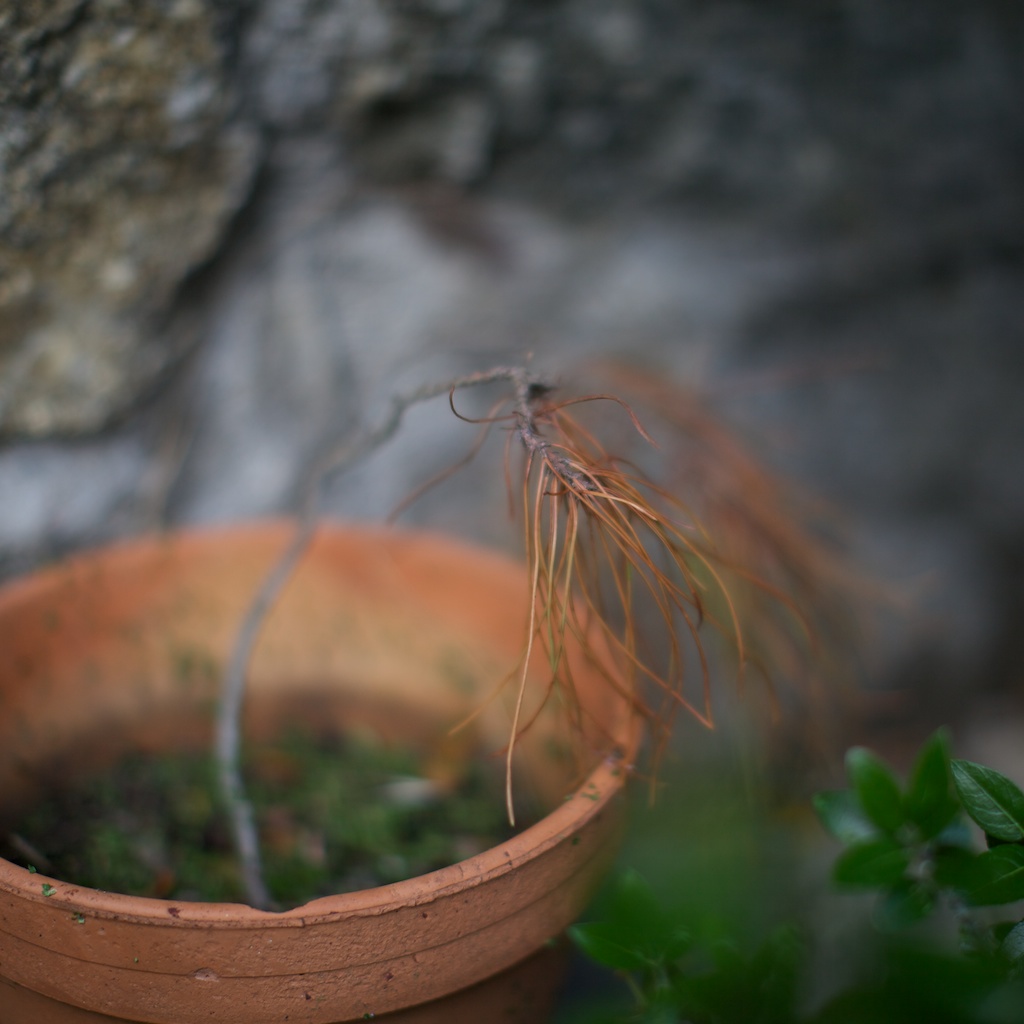 _MG_8484.jpg