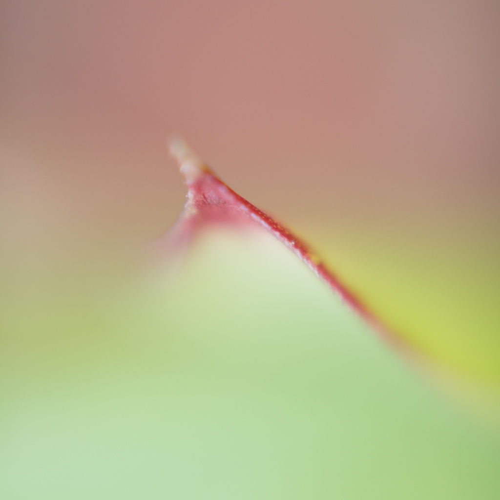 _MG_8544.jpg