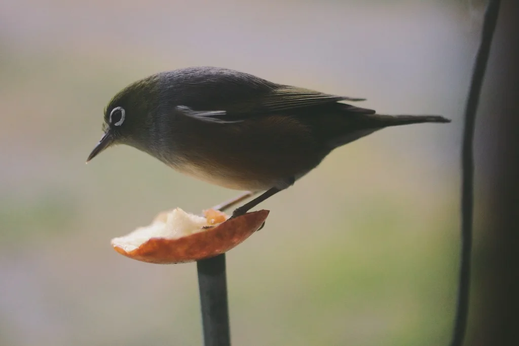 petit à petit le nid quitte son arbre