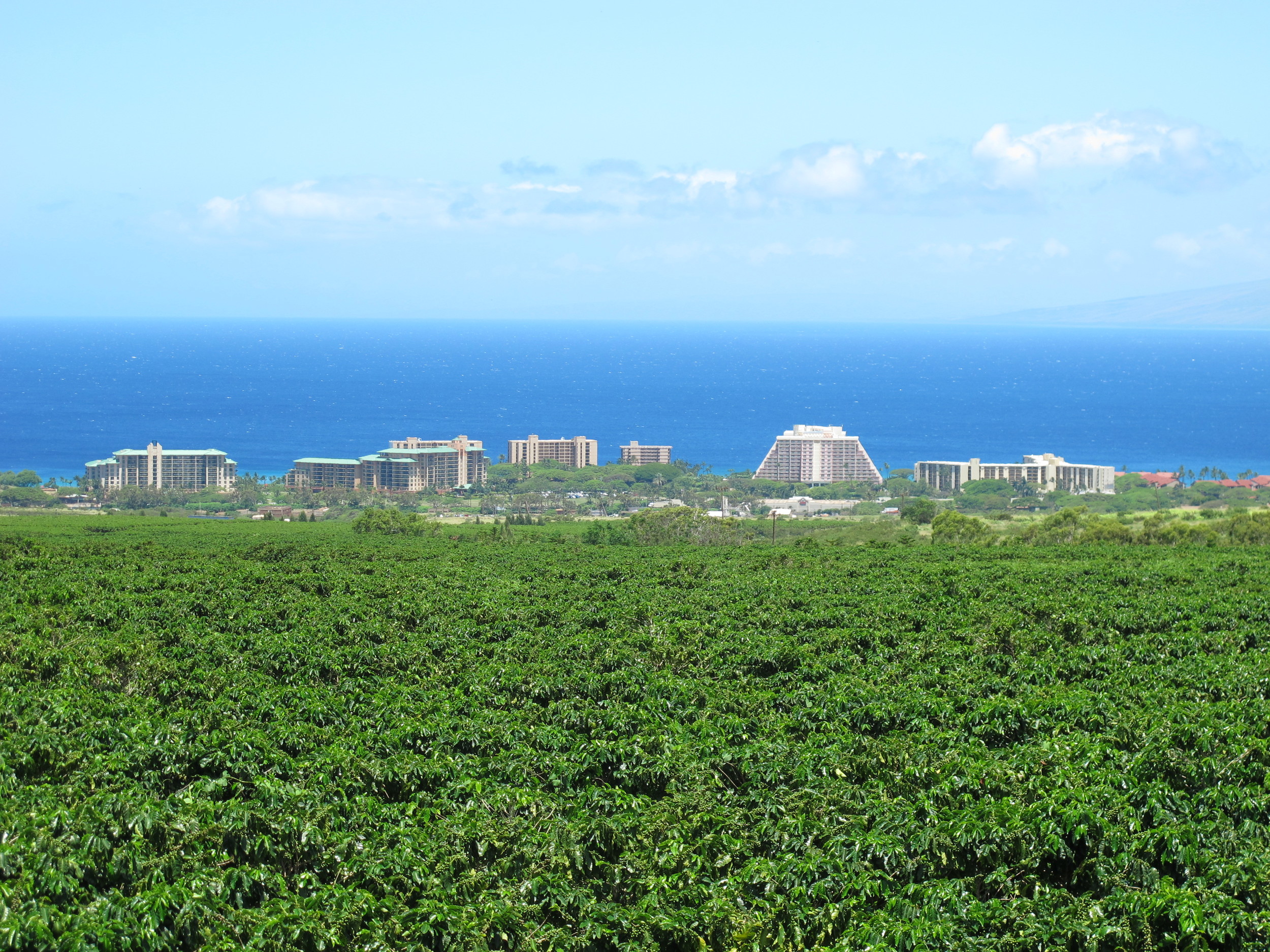  View of&nbsp;Ka'anapali from the coffee fields 