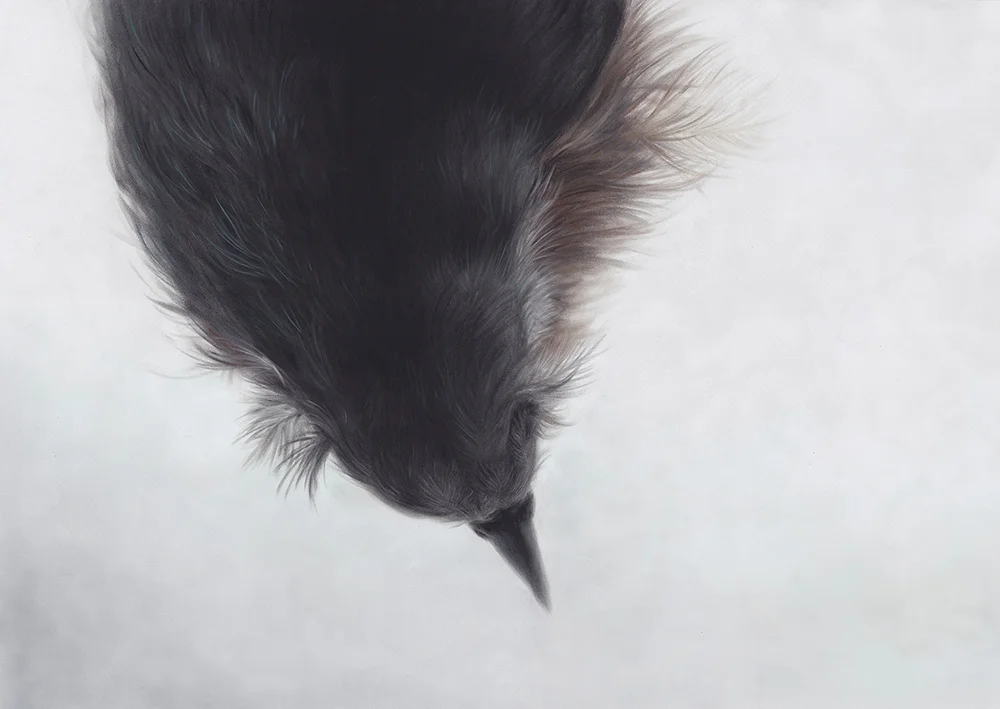 Hush