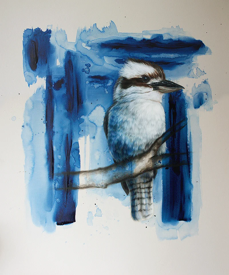 Kookaburra Splash