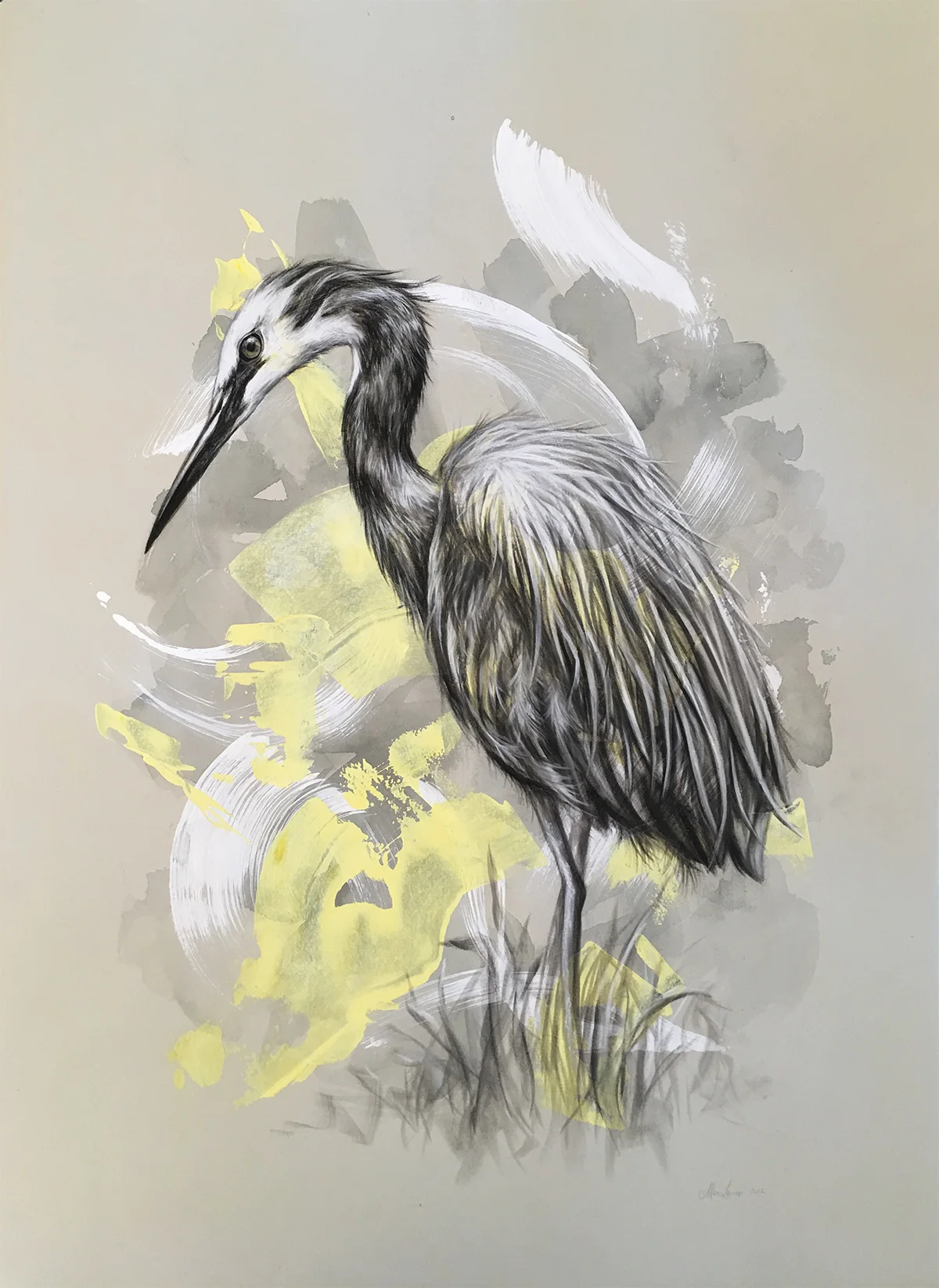 Grey Heron