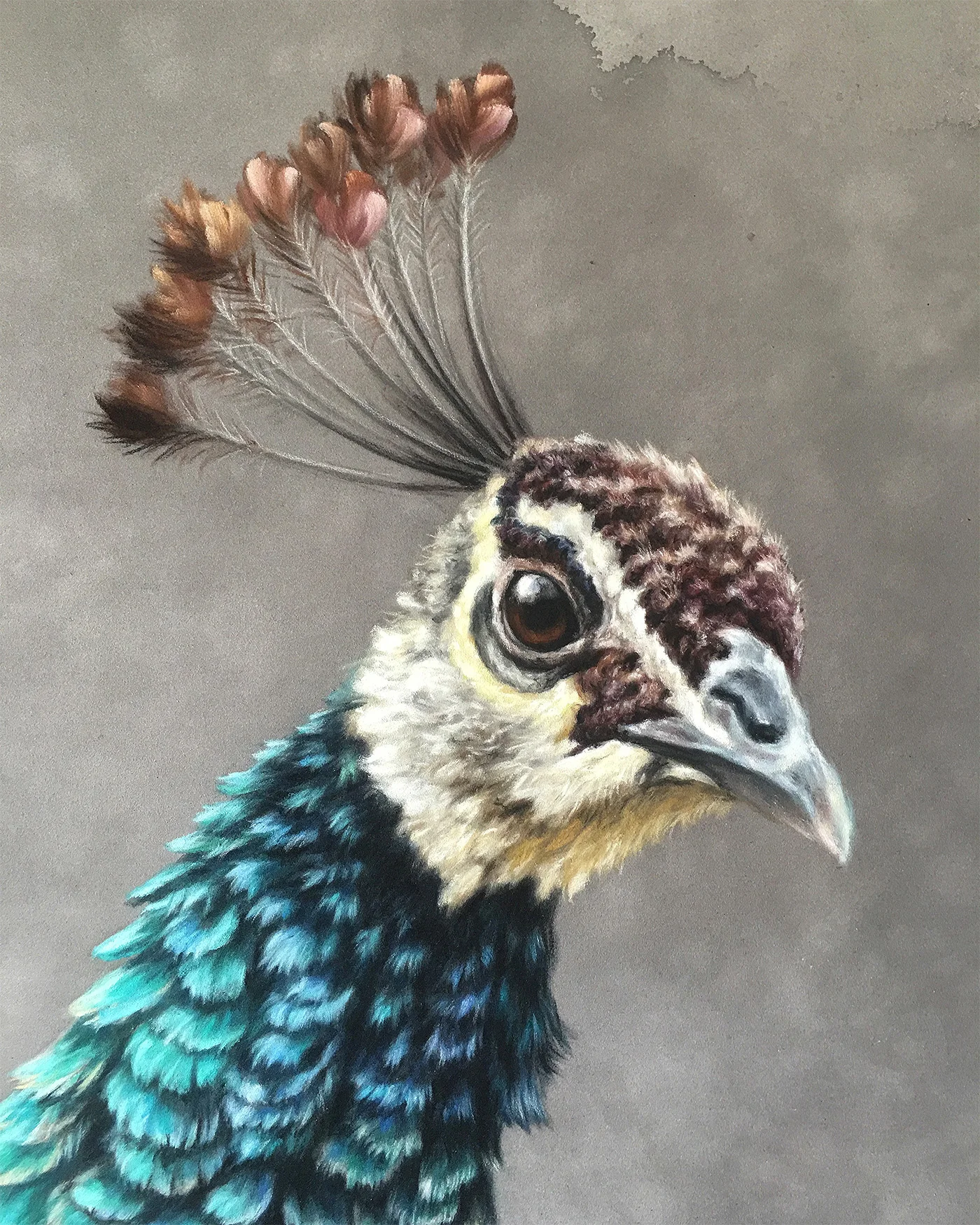 18-Peahen-crop.jpg