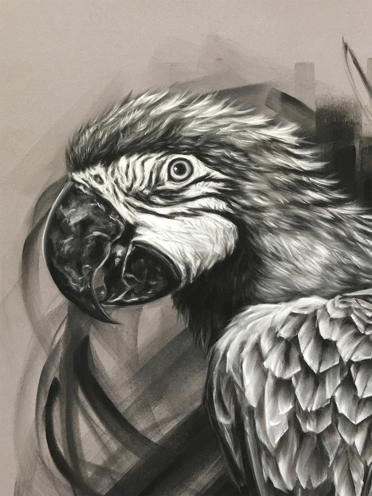 01-Macaw-1.jpg