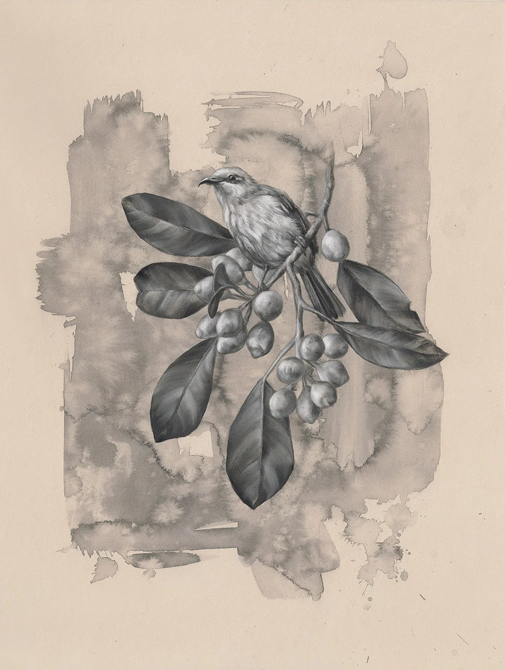 Brown Honeyeater: 6Series 1.5