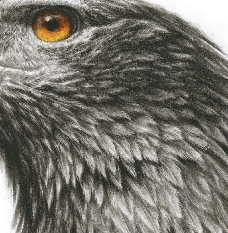 Ch-Wedgetail-3.jpg