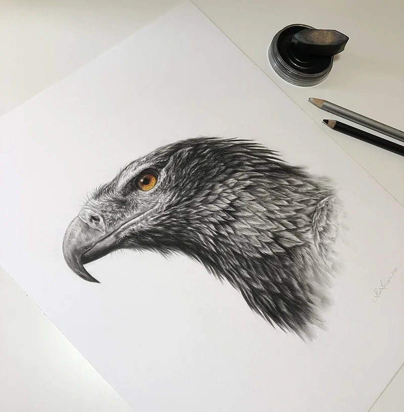 Ch-Wedgetail-2.jpg