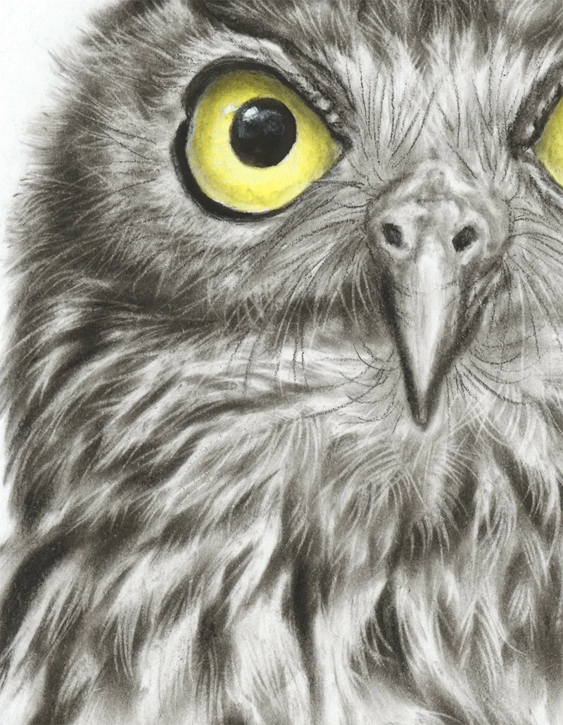 Ch-BarkingOwl-3.jpg