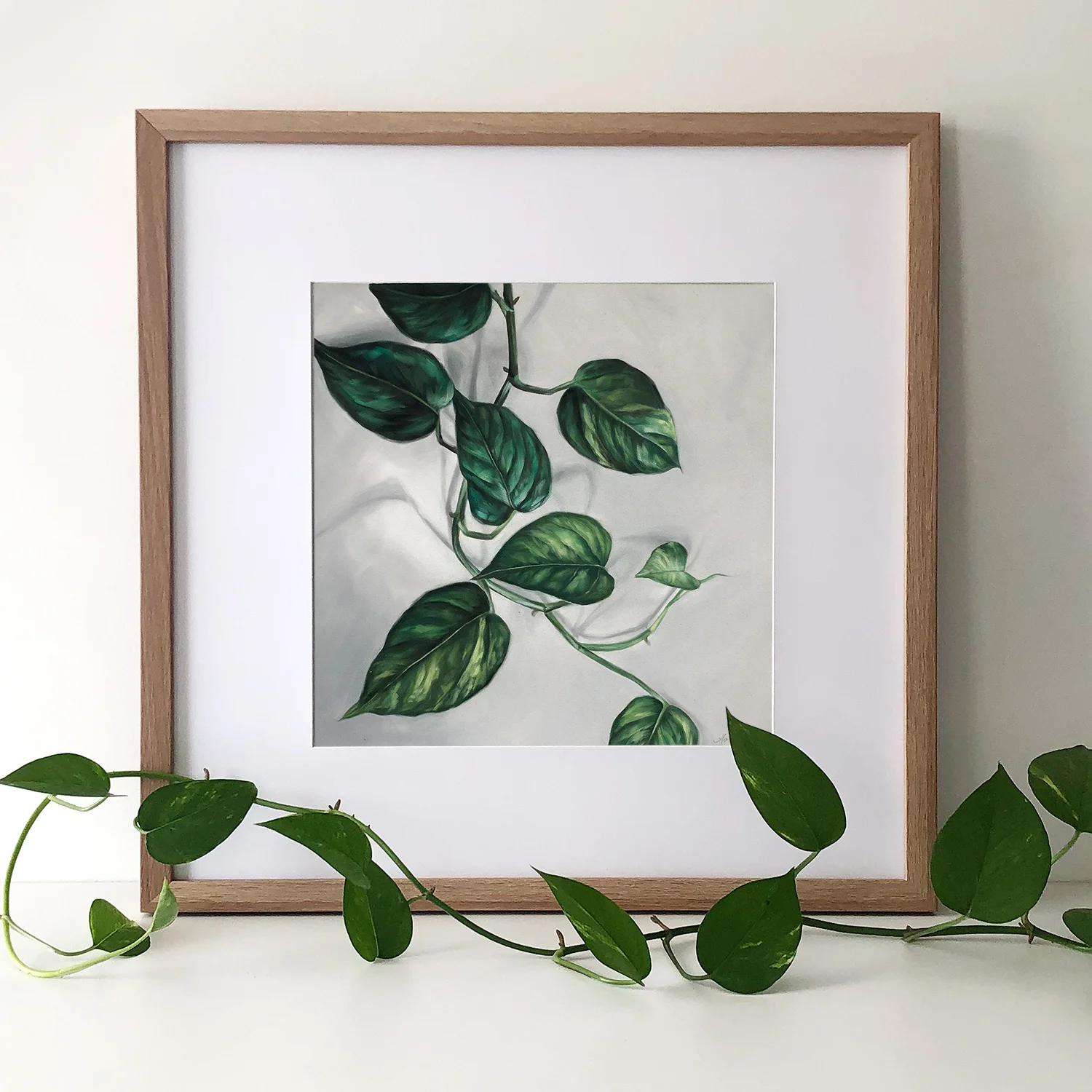 Pothos-1-c.jpg