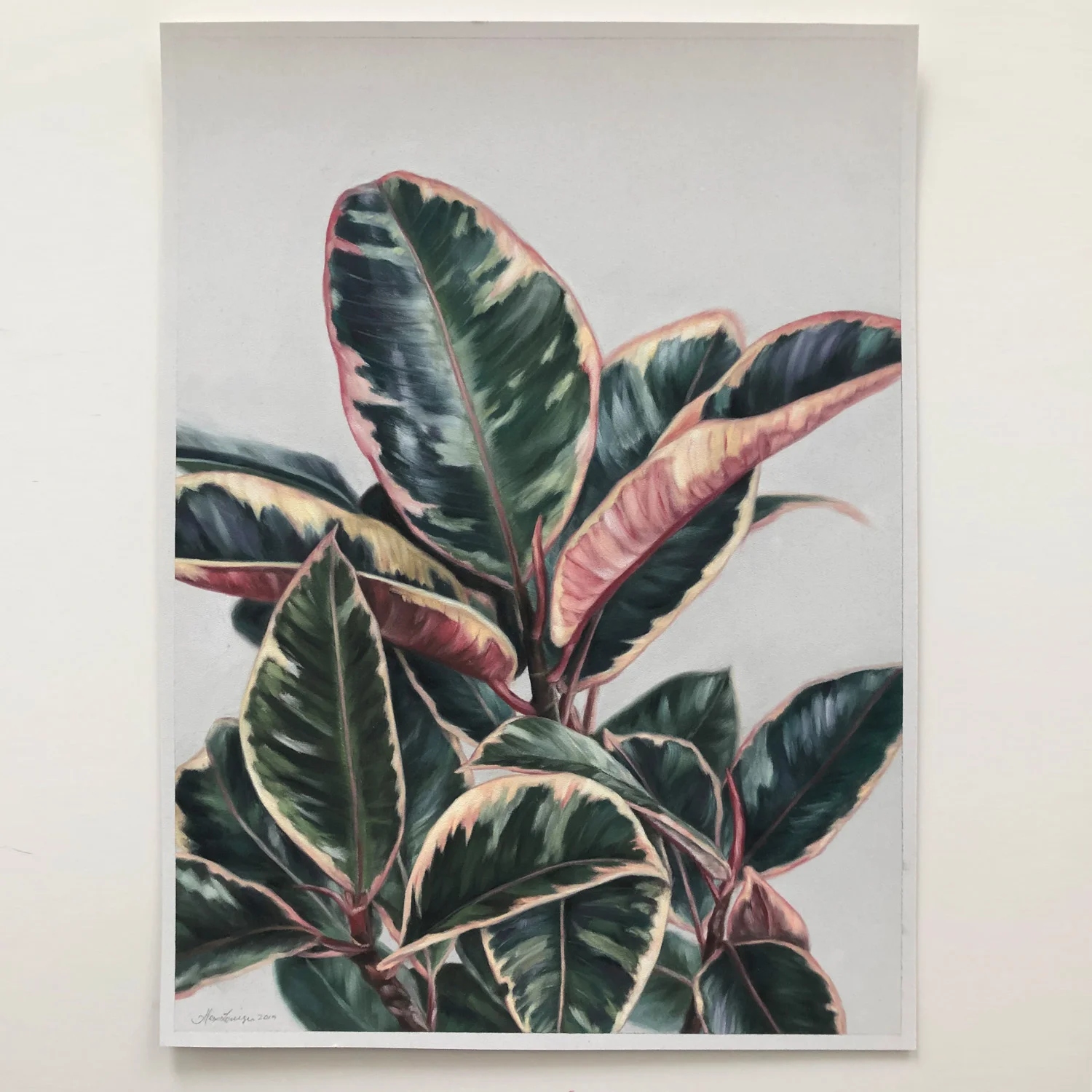 Ficus-1-a.jpg